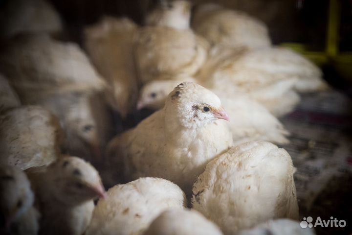 Перепела - Перепелиные яйца