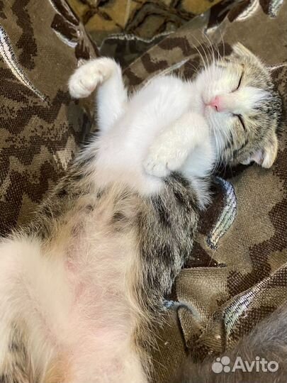 Котенок в добрые руки