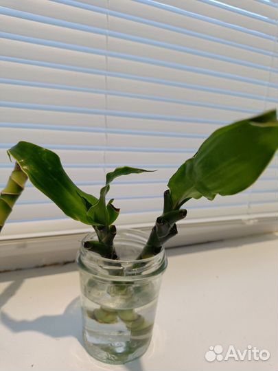 Драцена душистая