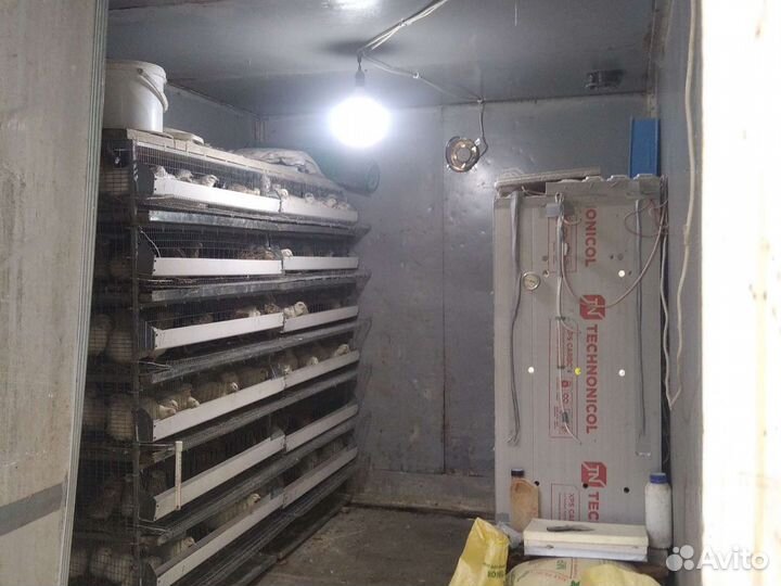 Продаю перепелов с будкой и клетками с Брудером