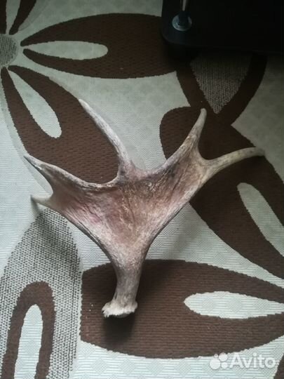 Продам рога лося