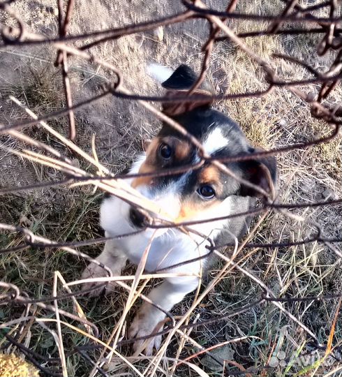 Девочка щенок в добрые руки