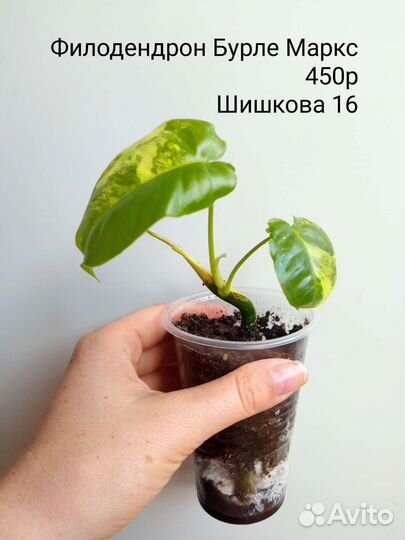 Филодендроны