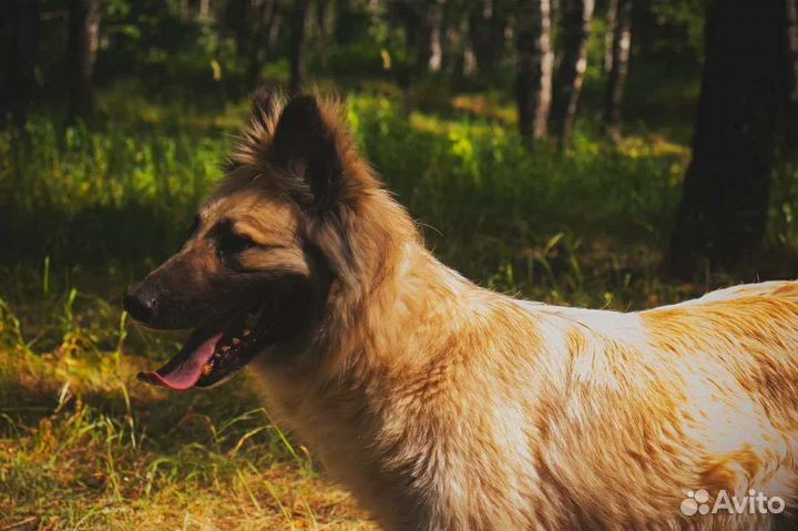 Спасите Пушка из приюта