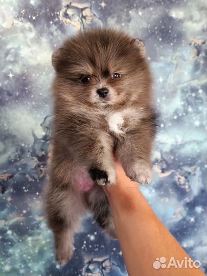 Щенки шпица