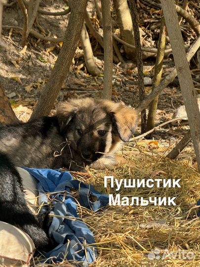 Щенки бесплатно