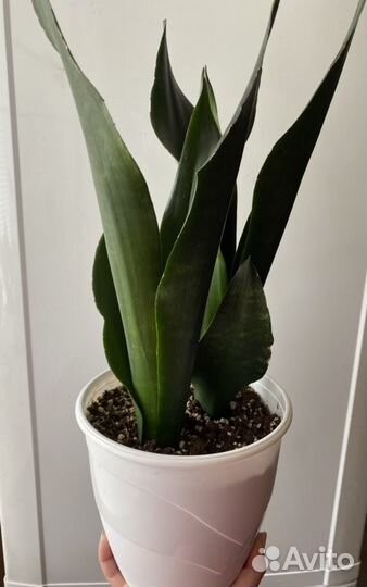 Санса блэк даймонд, Ханни крео, замиакулькас Зензи