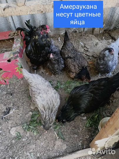 Инкубационное яйцо, разные породы есть