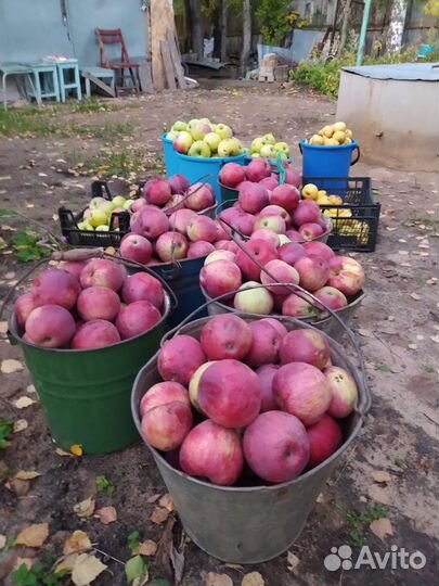 Саженцы груши и яблони