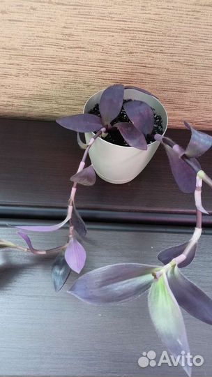 Сеткреазия пурпурная, традесканция