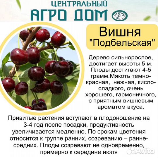 Саженцы вишни