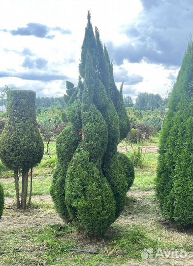 Туя с доставкой с полей