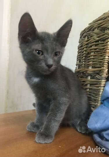 Котята русская голубая