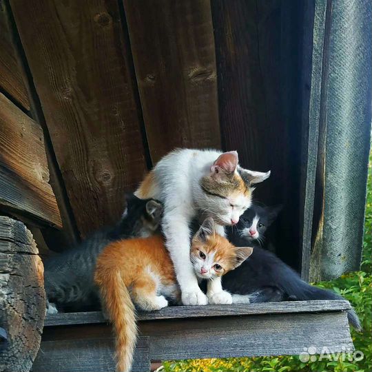 Котята