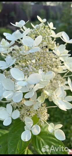 Гортензия метельчатая черенки