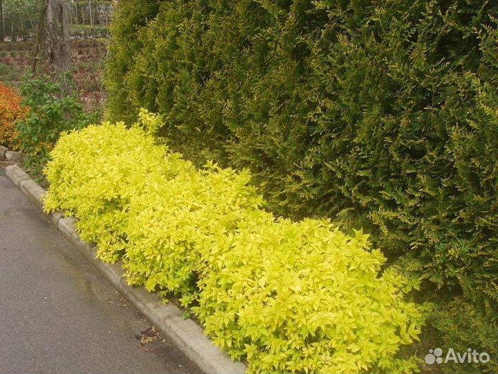 Спирея японская голдмаунт Высота от 25см