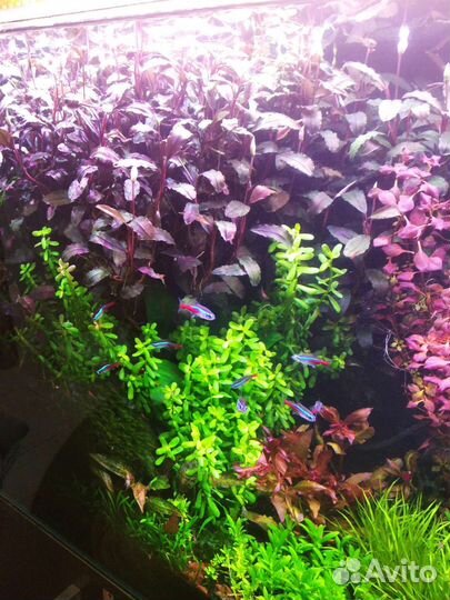 Буцефаландра медный лист Мелави