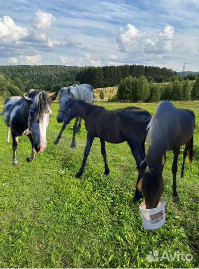 Продам семью лошадей