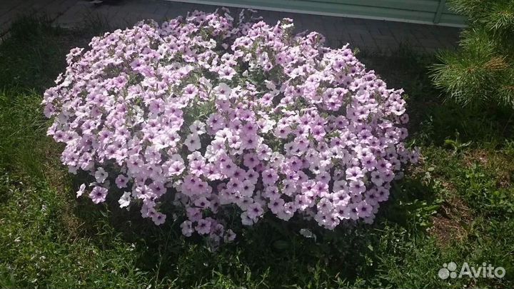 Петуния ампельная