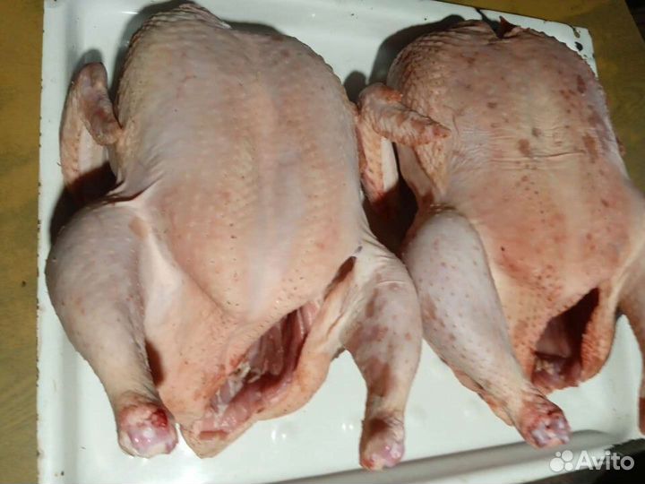 Яйцо индейки Мясо Доставка