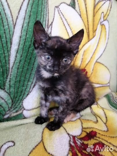 Отдам котят 2 месяца