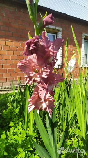 Цветы на срезку