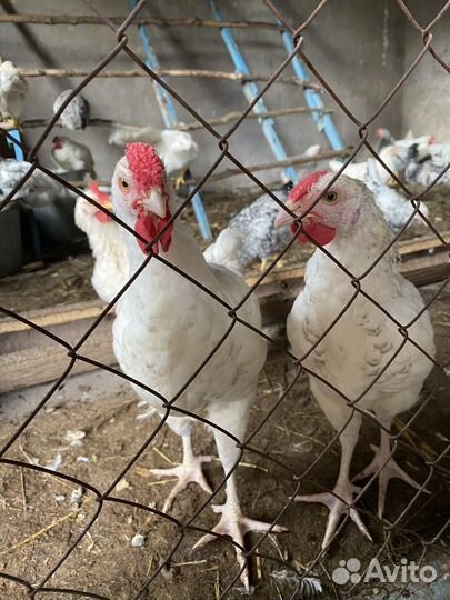 Молодые петушки Пушкинской породы