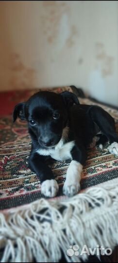 Щенок в добрые руки