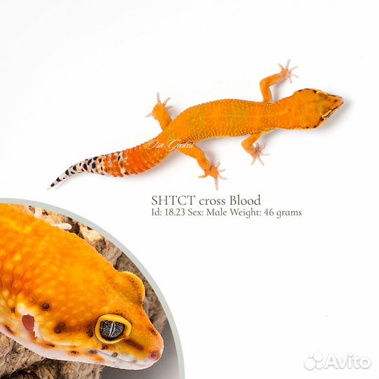 Эублефары Blood, Normal, BN и другие