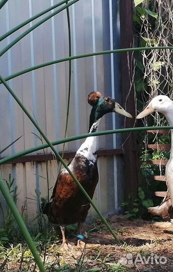 Утки индийский бегунок. Инкубационное яйцо.Утята