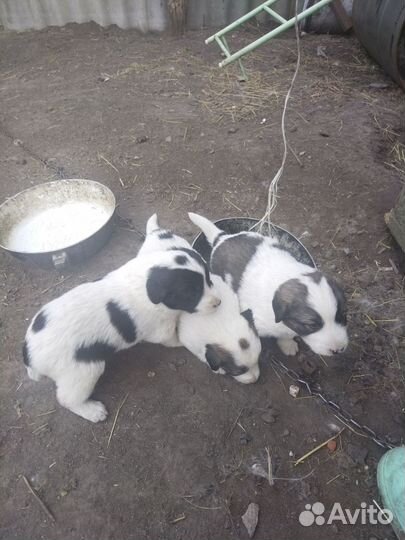 Щенки алабая