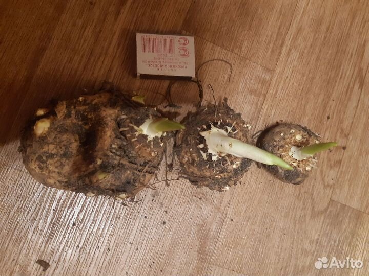 Белые каллы клубни