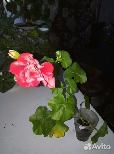 Цветы домашние