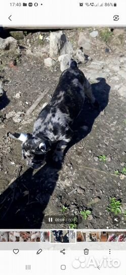 Французский бульдог