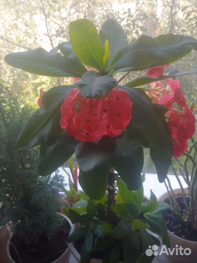 Комнатные цветы