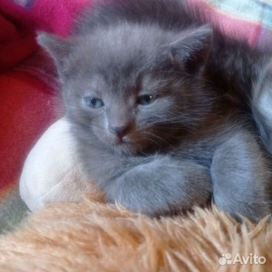 Котята