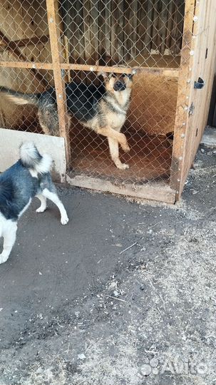 Собака в добрые руки отдам бесплатно