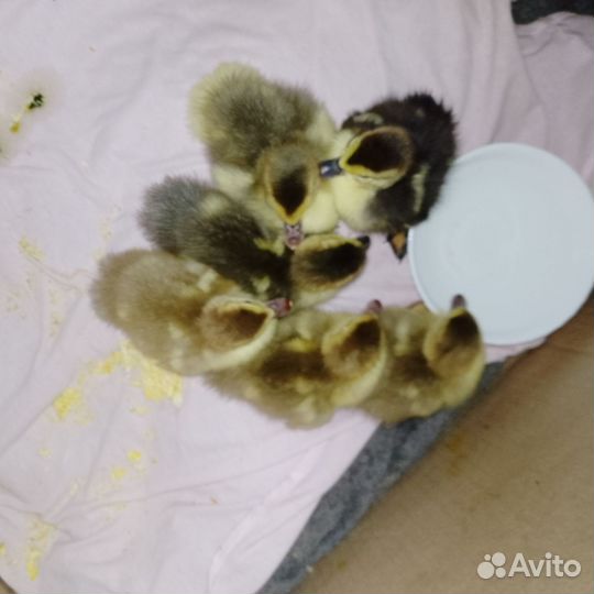 Гусята утята цыплята перепелята