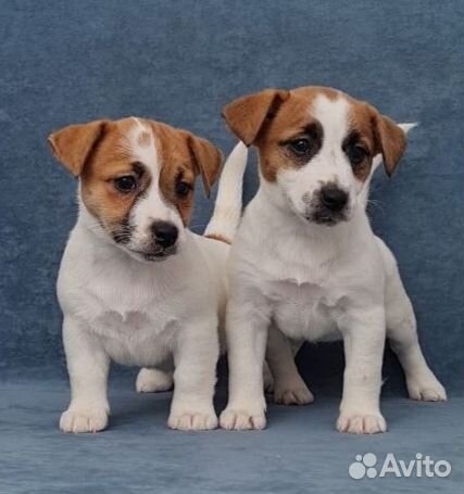 Джек Рассел элитные щенки и подростки