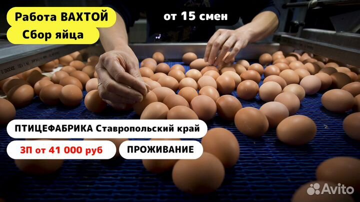 Вахта /Оператор линии по сбору яиц/ Птицефабрика