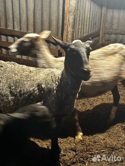 Романовские овцы племенные