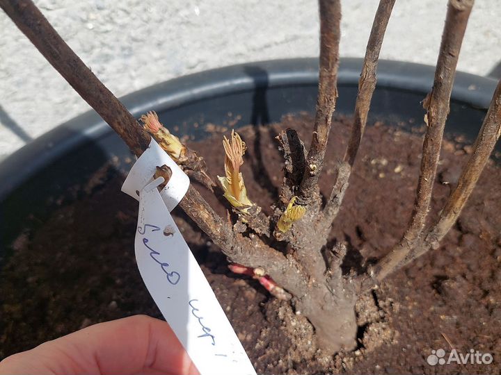 Пион древовидный Блю Чиф