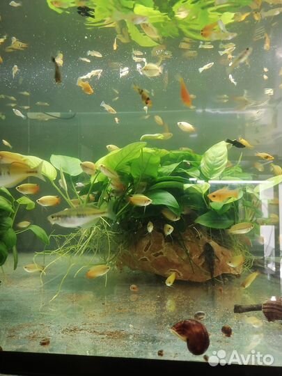 Аквариумные рыбки, грунт, растения