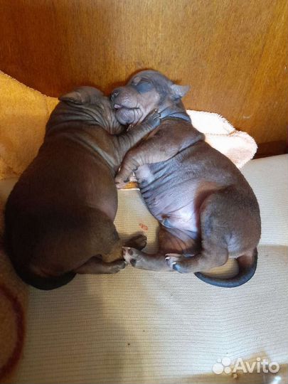 Щенок агт 3 месяца мини