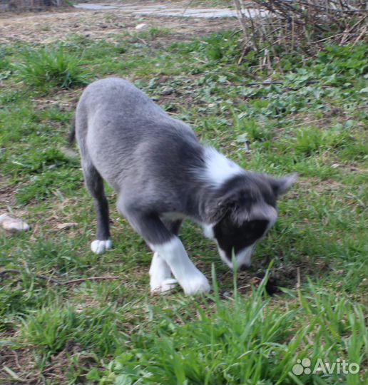 Бордер колли