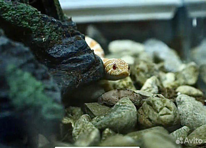 Пауки семейки Адамс