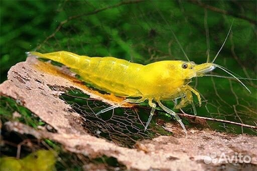 Креветки аквариумные, Блю Дрим, Желтый Неон