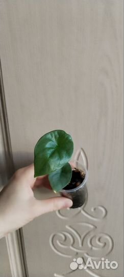 Алоказия полли синуата