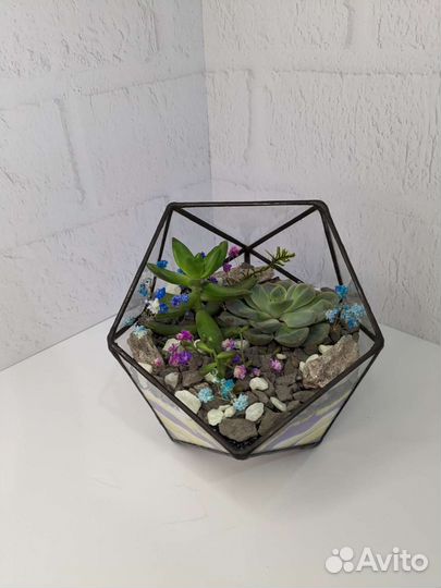 Флорариум с кактусами и суккулентами