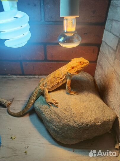 Бородатая агама самец
